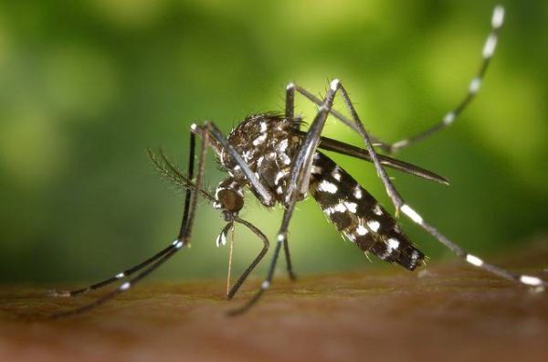 In Lombardia arriva la zanzara coreana. Resistente al freddo…