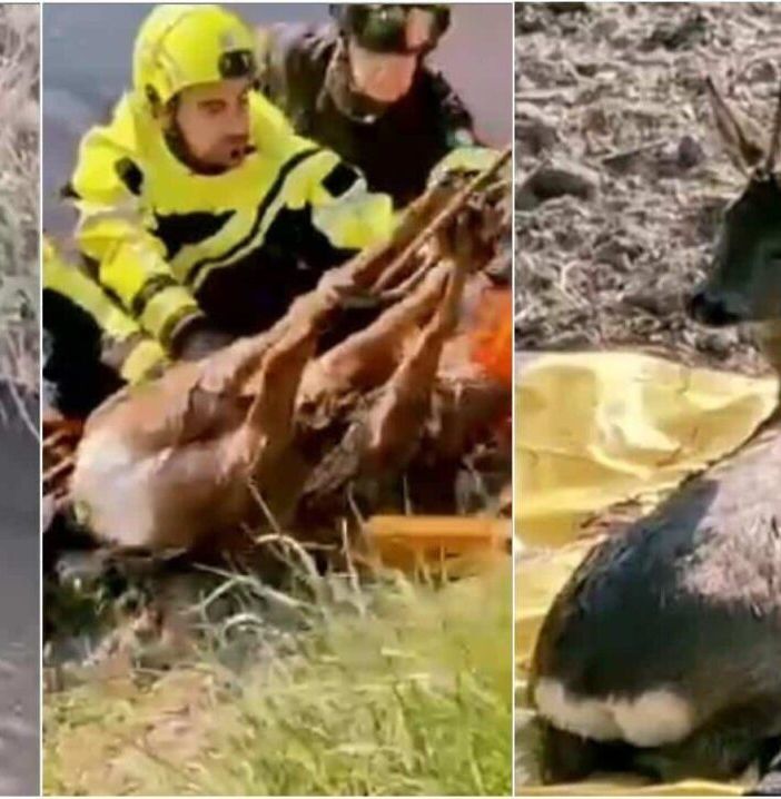 Zibido, capriolo intrappolato nel Naviglio Grande: salvato dai Vigili del Fuoco