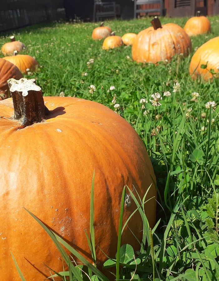 San Martino Siccomario: 23 e 24 ottobre, tutto esaurito per l’appuntamento al Pumpkin Patch di PuraVida Farm con Gli artisti nel bosco