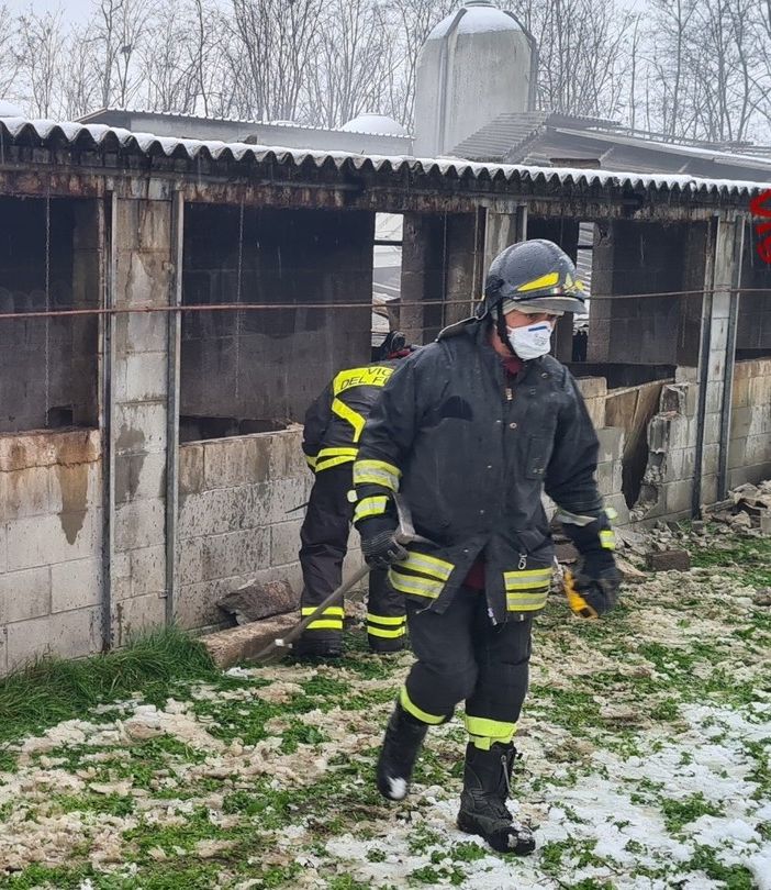 - VIDEO - Vigevano: crolla il tetto in un allevamento di maiali, soccorsi 400 capi