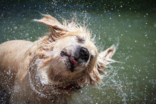 Con le temperature roventi anche i nostri cani sono a rischio: ecco come intervenire