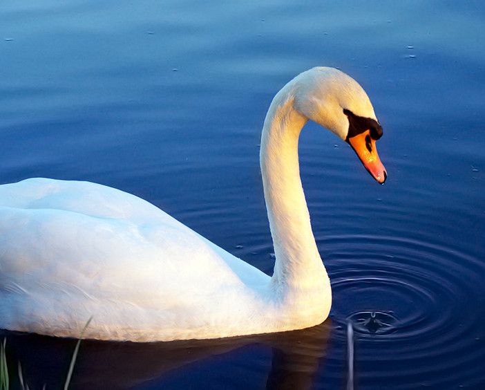 Cassinetta di Lugagnano: curato e liberato nel Naviglio Grande il cigno ferito da un amo da pesca