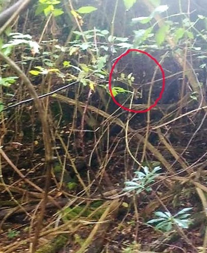 Garlasco, cinghiali in aumento nella zona lomellina del Parco del Ticino