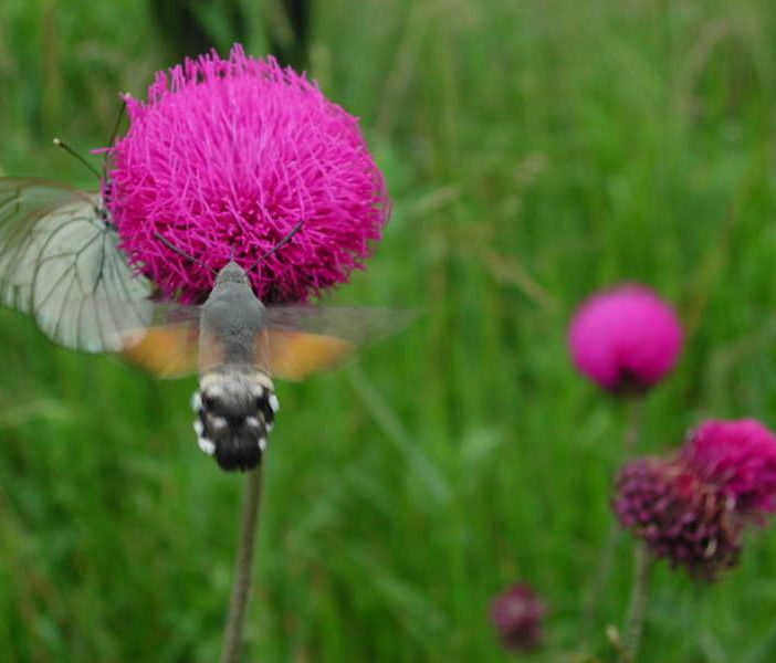Butterflywatching : torna il corso per imparare a riconoscere le farfalle
