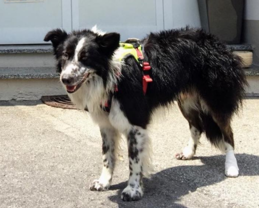 Cochise, il border collie del Soccorso Alpino