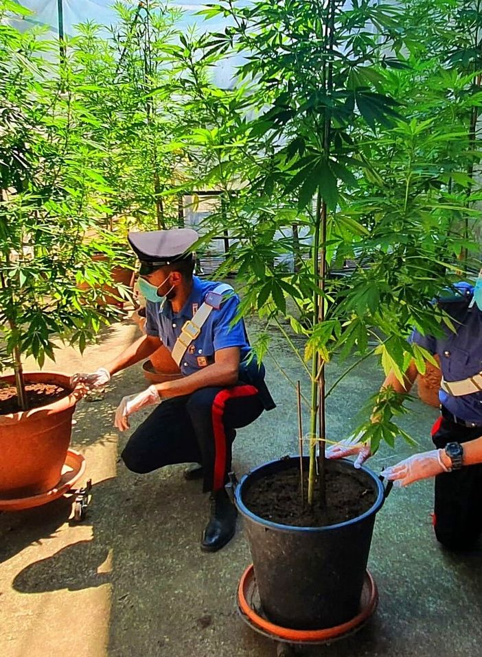 Landriano: sorpresa a coltivare 9 piante di marijuana, denunciata una 55enne