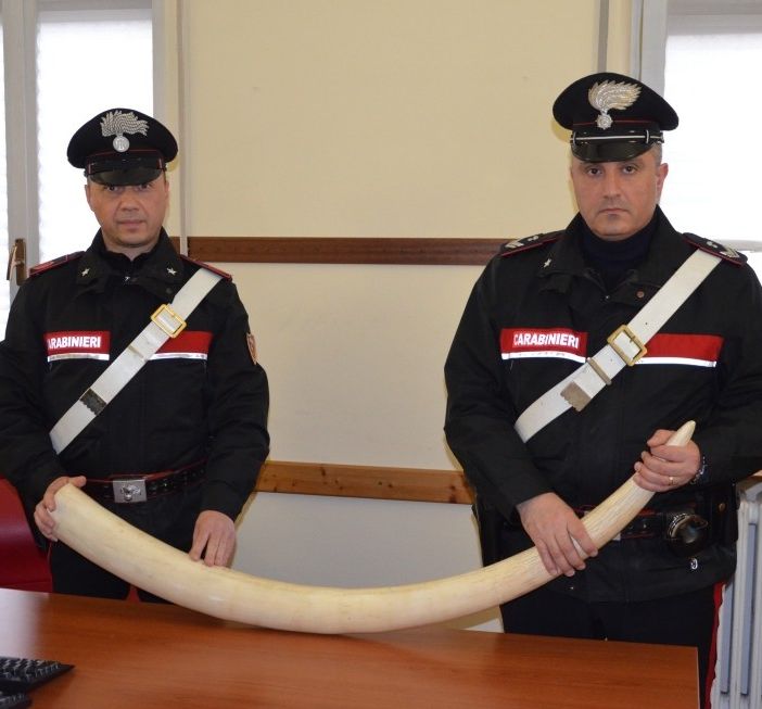 Broni: trovato con una zanna di elefante all'interno dell'auto, nei guai un 52enne