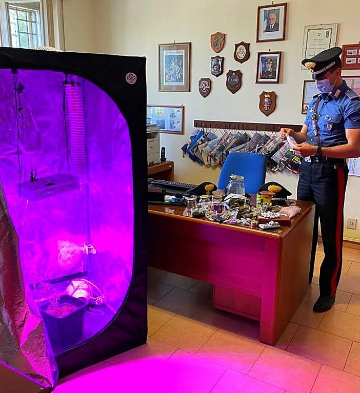 Pavese: trovato con una serra di marijuana a Magherno, denunciato un 25enne