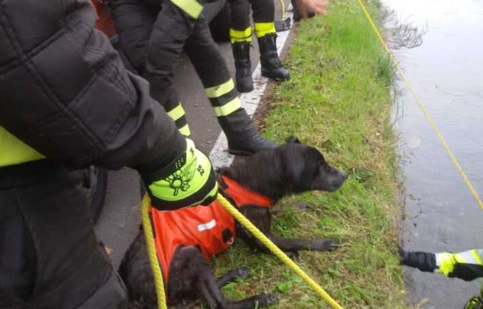 Robecco sul Naviglio: salvato dai sommozzatori il cane ‘Rambo’ caduto nel Naviglio Grande