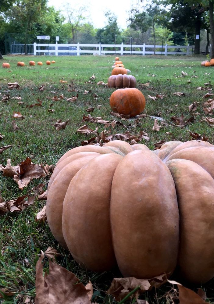 26 Settembre, debutta a San Martino Siccomario Pumpkin Patch, il Villaggio delle Zucche