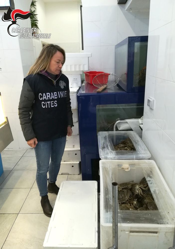 Milano: sequestrati oltre 2 quintali di granchi cinesi vivi