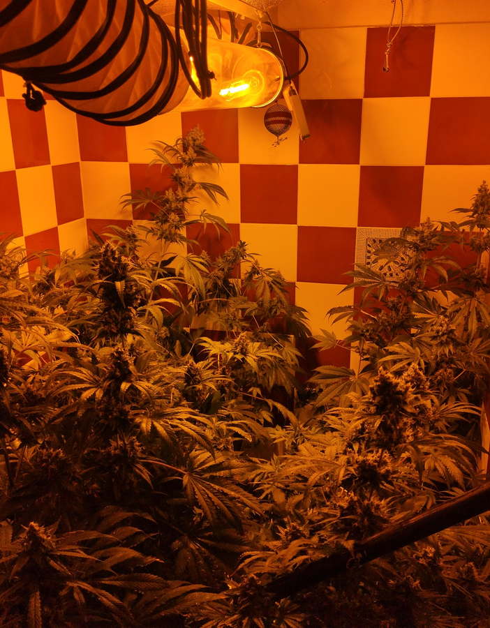Vigevano: coltivava 40 piante di marijuana in bagno, in manette un 53enne