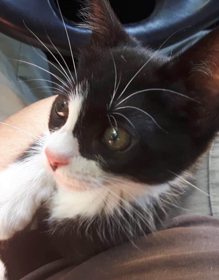Consegnato a LAV Oltrepò Pavese il gattino utilizzato per l’accattonaggio a Pavia. Ora cerca una nuova famiglia