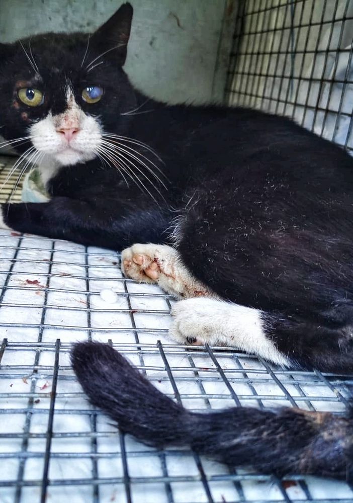 Velezzo Lomellina: colonia felina decimata, la Lav conferma la presenza di veleno nelle esche