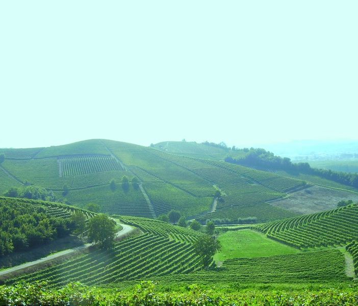 “Domenica rosa in cascina” tra pigiatura con i piedi e pranzo nei vigneti