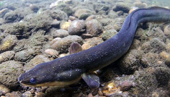 Il Parco del Ticino in campo... per salvare l’anguilla