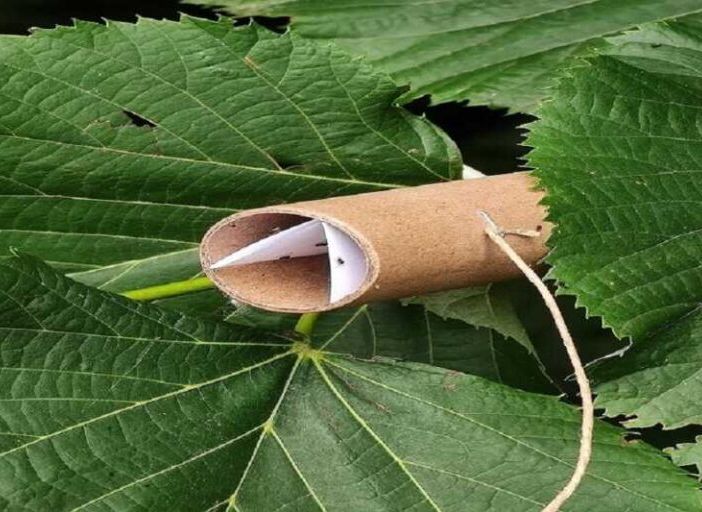 FOTONOTIZIA. Agricoltura, lotta alla cimice asiatica: ieri il primo lancio di vespa samurai