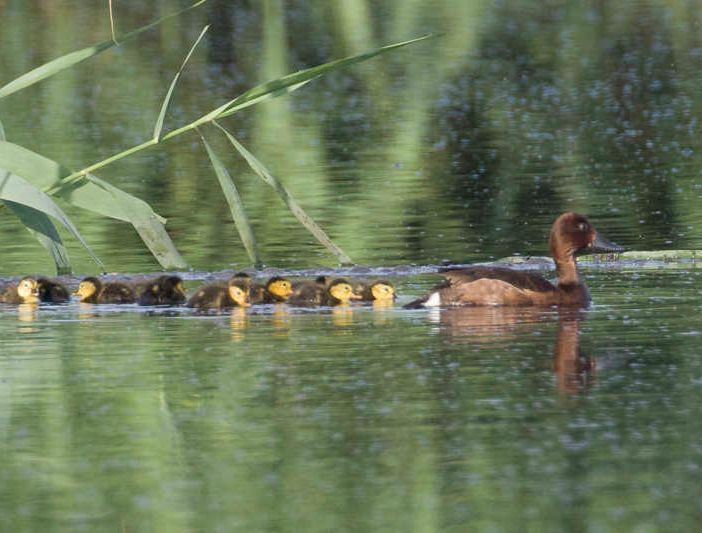 La piccola anatra che venne dall’est nidifica nel Parco