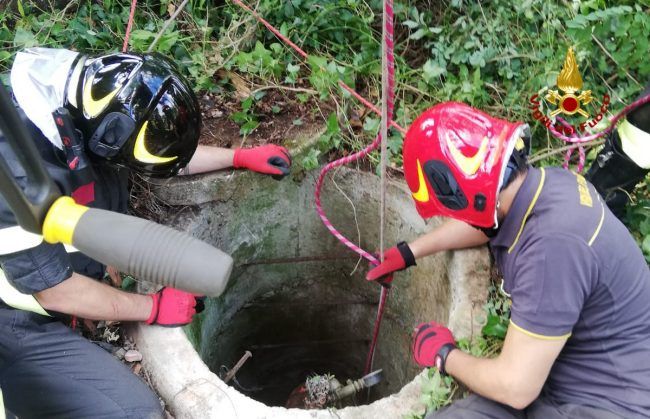 Pieve Albignola: esemplare di Setter cade in un pozzo di 15 metri e viene salvato dai Vigili del Fuoco