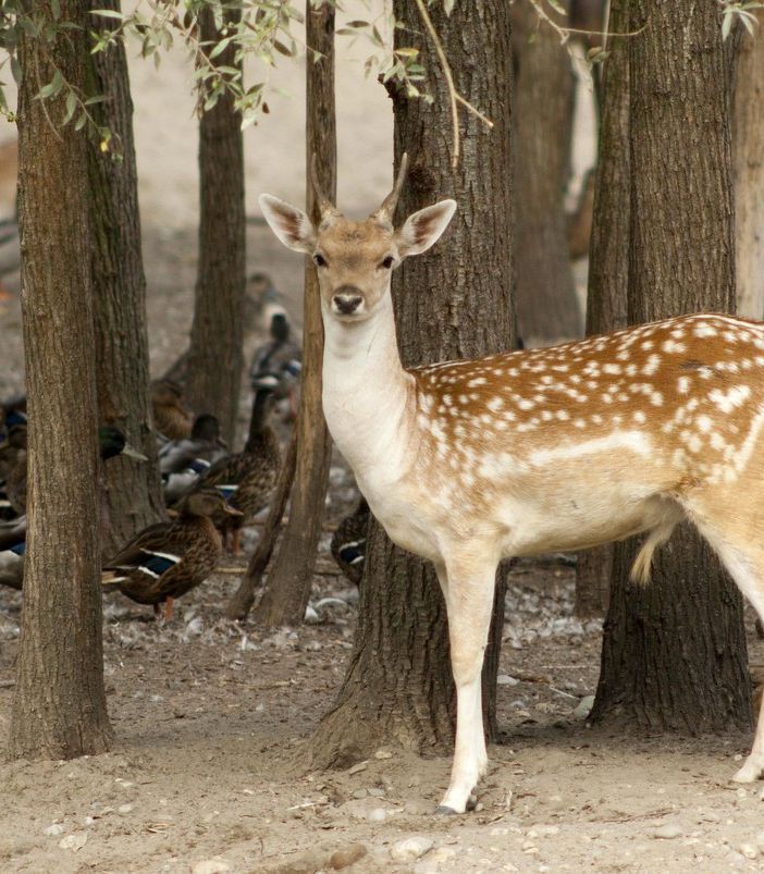 Al Parco Ittico Paradiso la natura incontra la sicurezza per delle giornate immersi nel verde