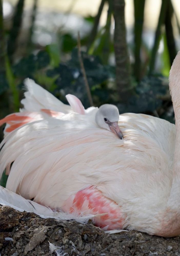 Al parco le Cornelle di Bergamo, il baby fenicottero rosa simbolo di speranza