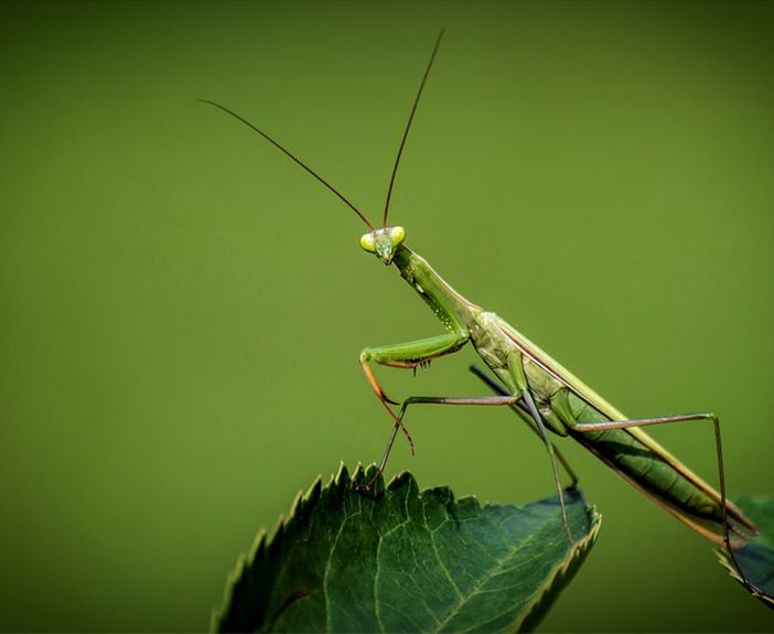 Piacenza: durante Petsfestival ci sarà un’intera area dedicata all’entomologia