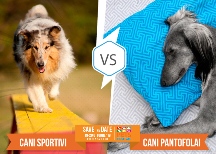 Partecipa al contest “Cani sportivi vs cani pantofolai” con Petsfestival