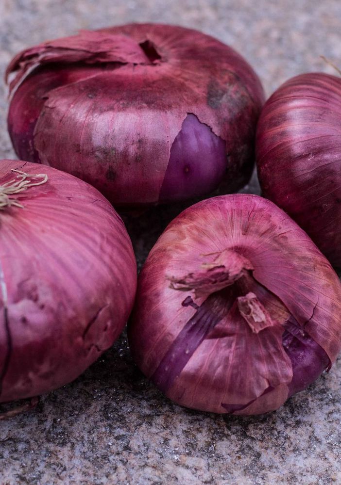 Viaggio nell’Italia dei Presìdi Slow Food: la cipolla rossa di Breme