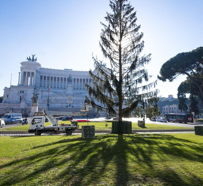 Consumi: Coldiretti, al via rottamazione 3,8 mln alberi come spelacchio