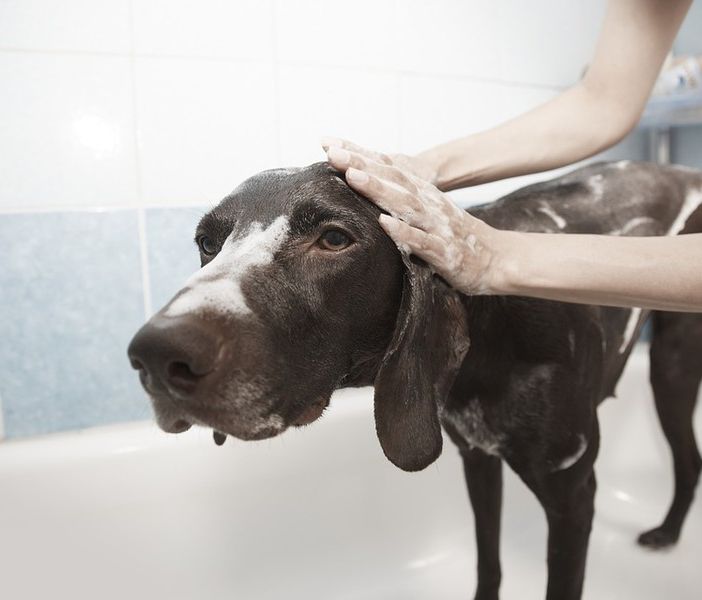 «In zona rossa anche la salute e il benessere degli animali»