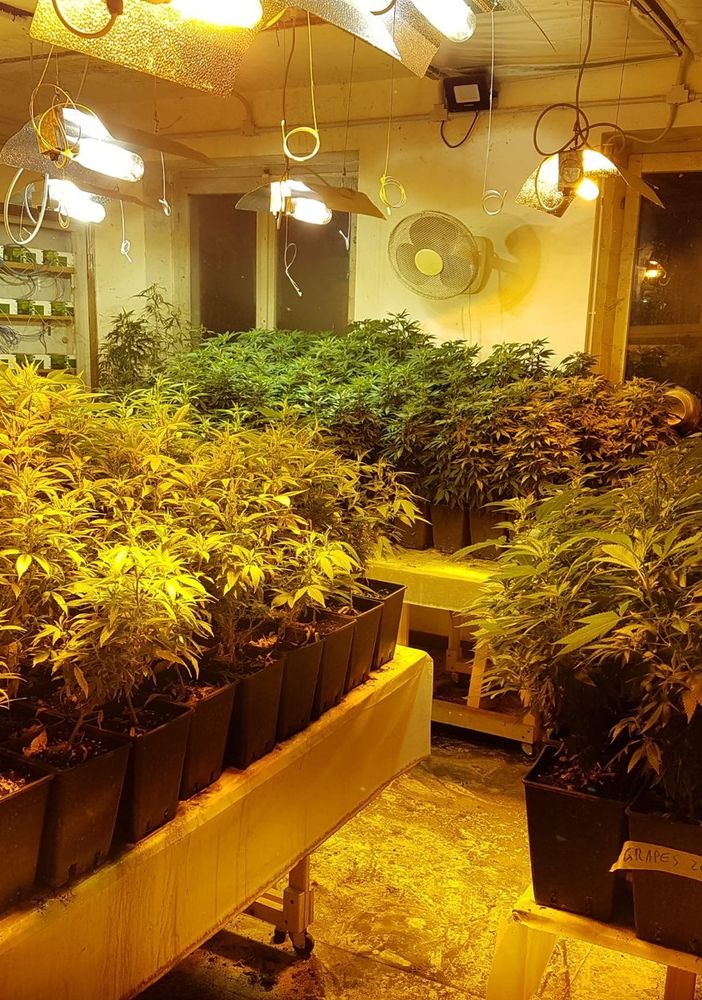 Oltrepò, scoperto laboratorio degli stupefacenti in una cascina, sequestrate oltre 660 piante di marijuana
