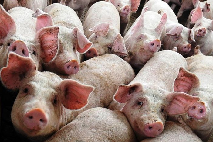 Consumi, in Gazzetta etichetta salva salumi Made in Italy, Lombardia regione leader nell’allevamento dei suini