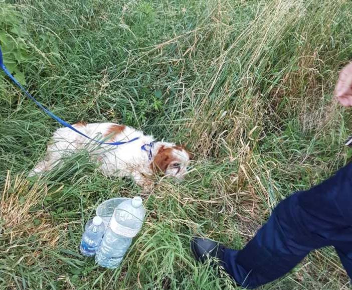 Cane da caccia investito da un’auto a Castano Primo, interviene la Polizia locale
