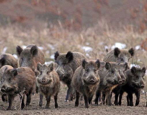 Da Regione Lombardia via libera alla caccia selezione di cinghiali tutto l'anno, anche con visori notturni
