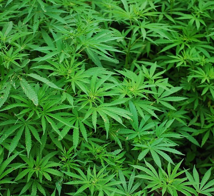 La vendita di cannabis legale dipenderà dai giudici e non dalla politica