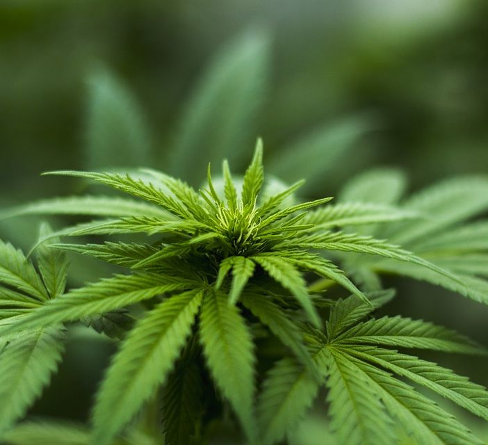 Che cos’è la cannabis light e dove acquistarla