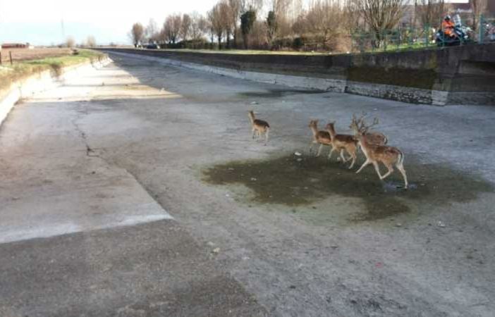 Avvistato gruppo di cervi nell’alveo del Naviglio di Bereguardo