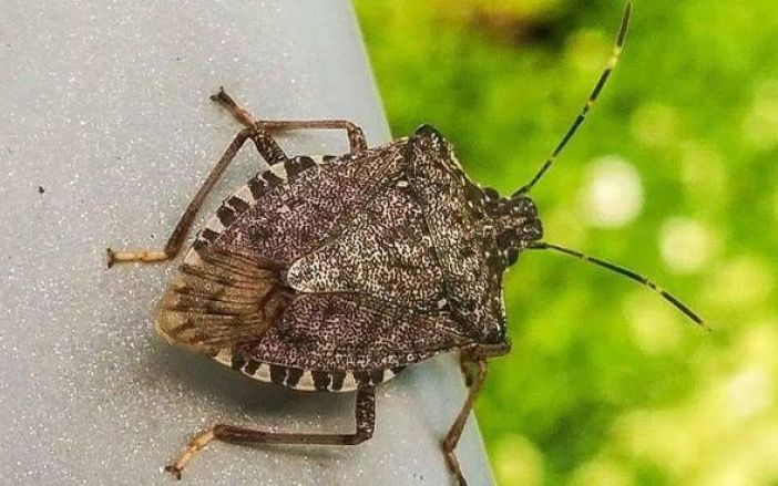 Cimice asiatica, danni all’agricoltura per 600 milioni di euro (350 al nord)