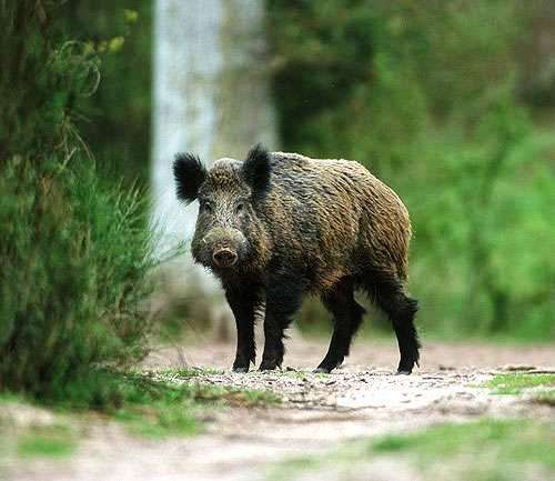 Ancora cinghiali che attraversano la provinciale 206 Pavia Novara Tra Garlasco e Gropello. Un grosso problema di sicurezza stradale