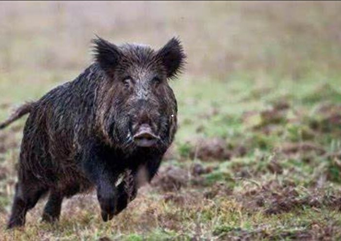 Si schianta in auto contro un cinghiale, ragazza muore nel Cremonese. Coldiretti: «In Lombardia troppi incidenti causati da questi animali»