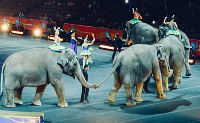 Lombardia, il Consiglio vota NO alla mozione per vietare gli animali al circo