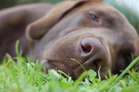 Cerro Maggiore, ancora un cane avvelenato