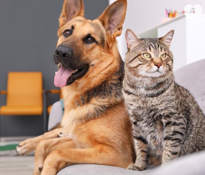 Bonus animali domestici, aumentano le spese detraibili. Ecco come funziona
