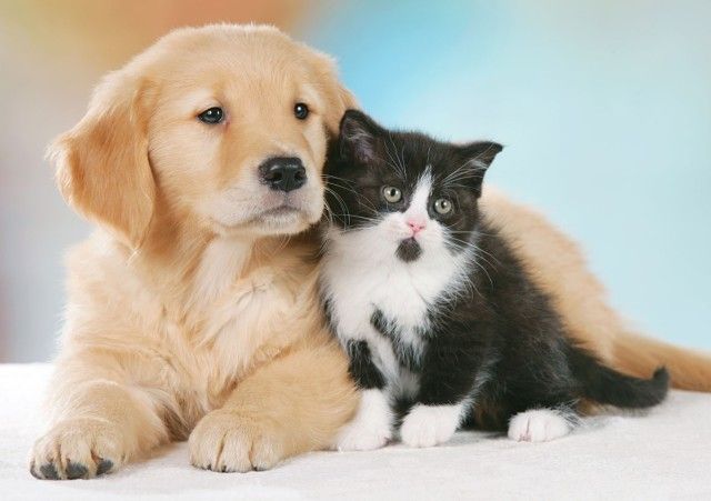 S. Antonio, spesa da  500 milioni  per cani e gatti in Lombardia