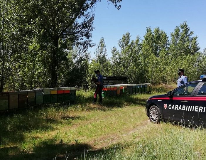 Voghera: sgominato dai carabinieri un traffico illecito di alveari. Denunciate quattro persone