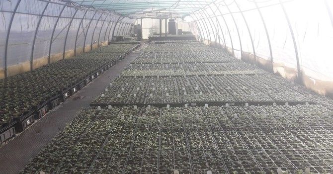 Semi, piante e fiori vendibili in negozi e vivai? La Lombardia vieta ciò che il governo consente: qui restano chiusi. Solo online