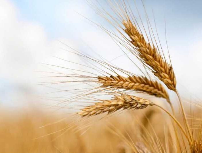Coldiretti: schizza il prezzo del grano, +16%