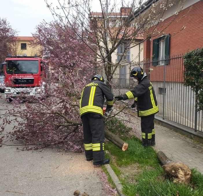 Pavia: il vento causa la caduta di alcuni alberi in città
