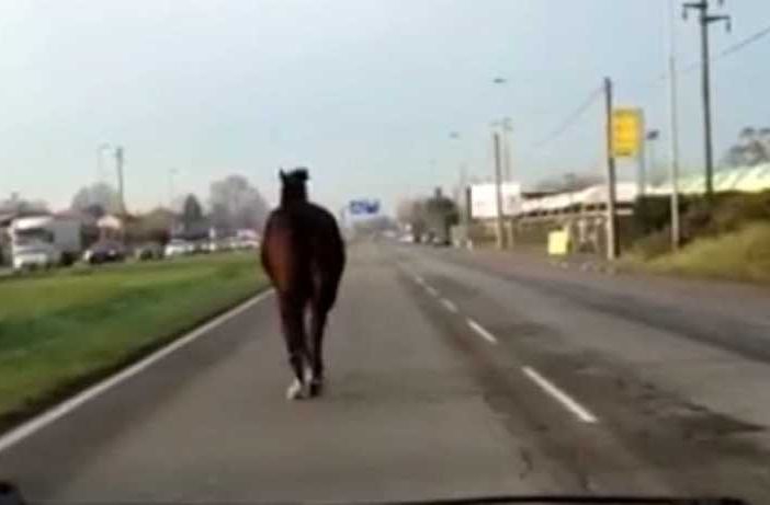 Cavalli scappano in strada a Buscate, uomo si ferisce per prenderli