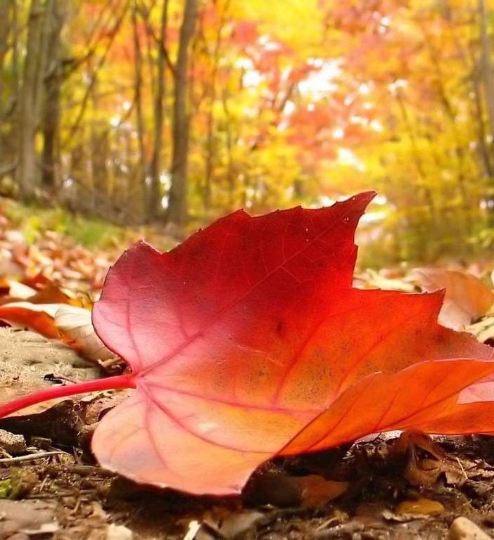 Caldo: Coldiretti, non cadono foglie in autunno bollente